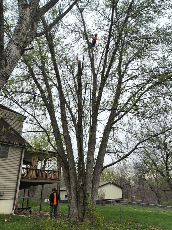 Tree Removal gallery