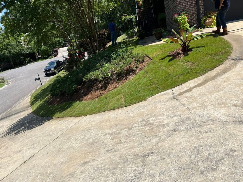 Tree & Shrub Care