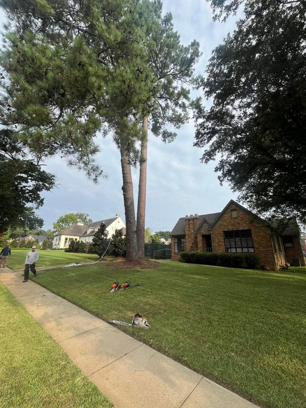 Tree Removal gallery
