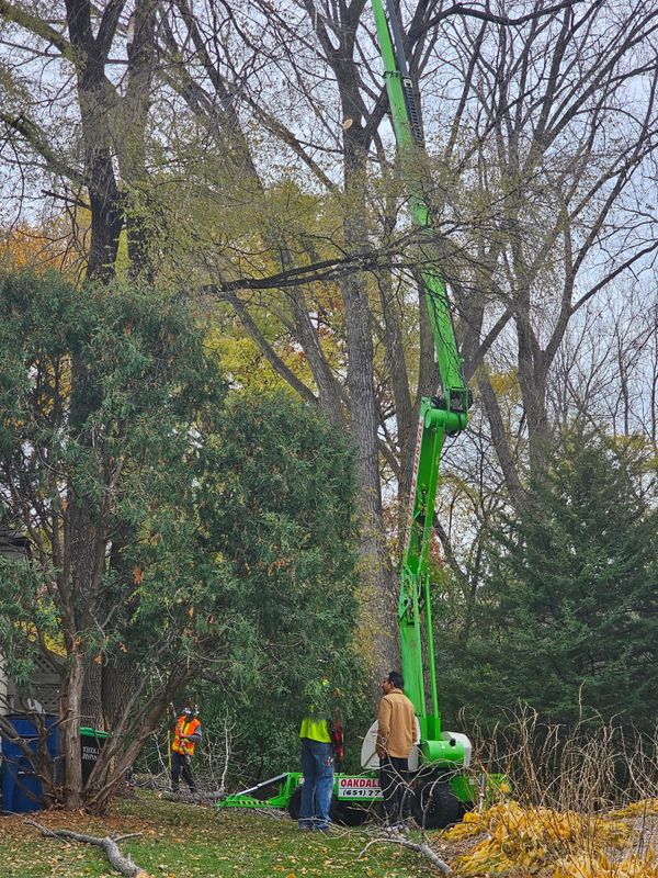 Commercial Tree Removal Service
