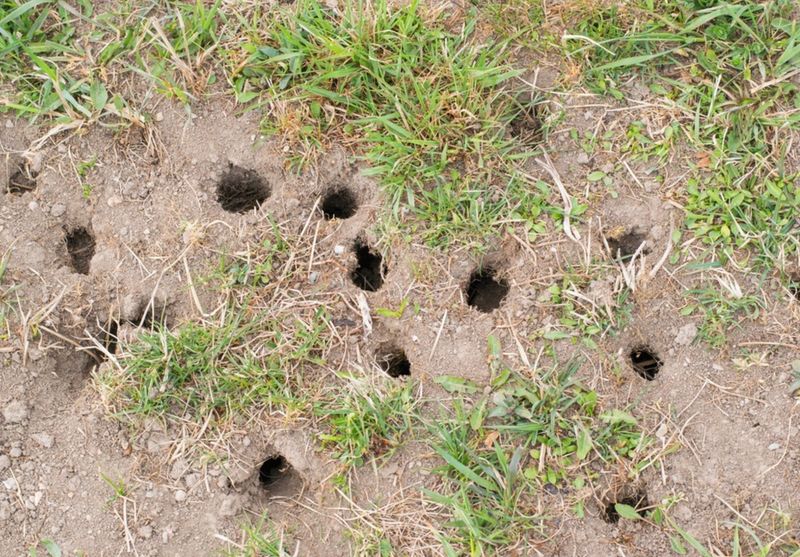 Mole Control