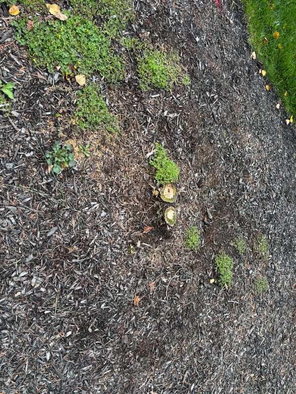 Stump Removal
