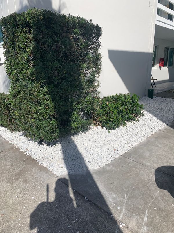 Tree Trimming