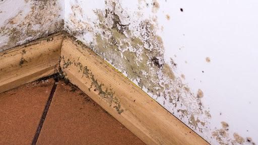 Mold Remediation