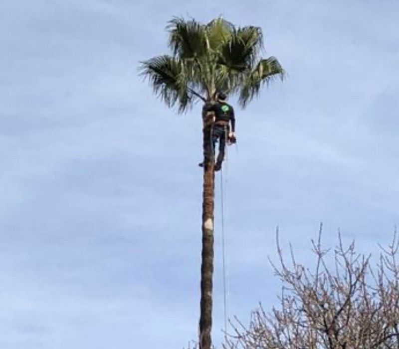 Tree Services