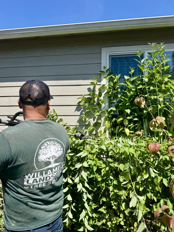 Tree trimming 