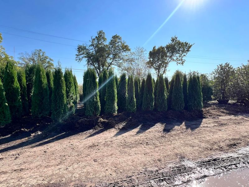 Mulch Installation
