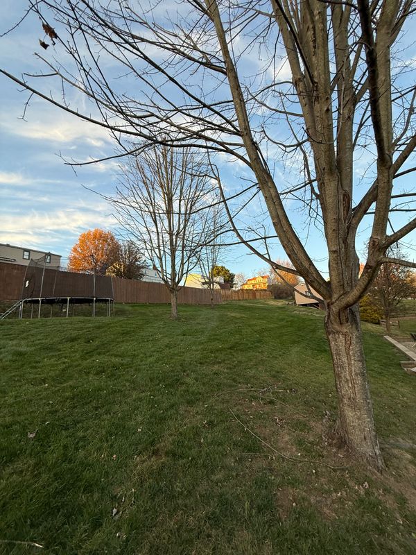 Leaf Removal