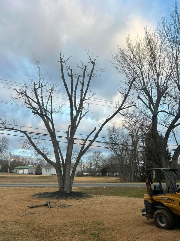 Tree Trimming
