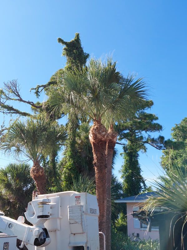 Tree Trimming