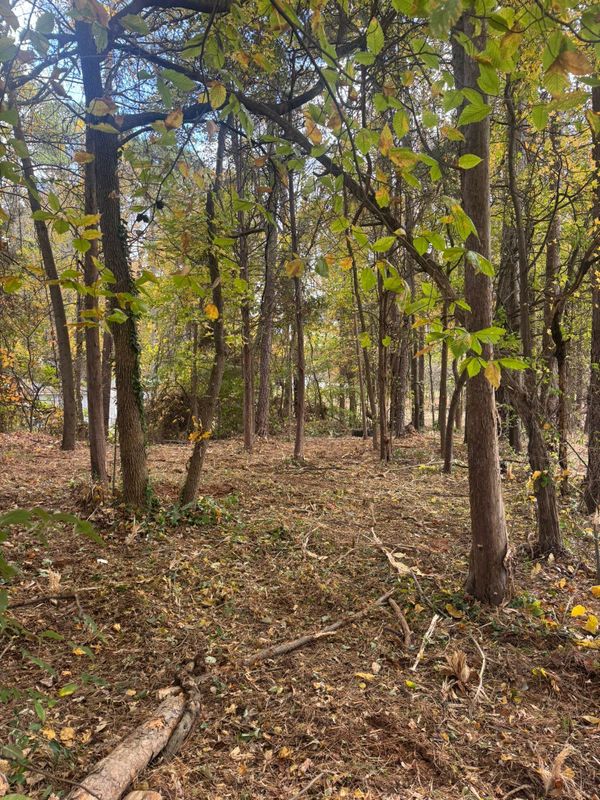 Lot Clearing
