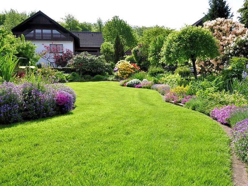 Tree & Shrub Care