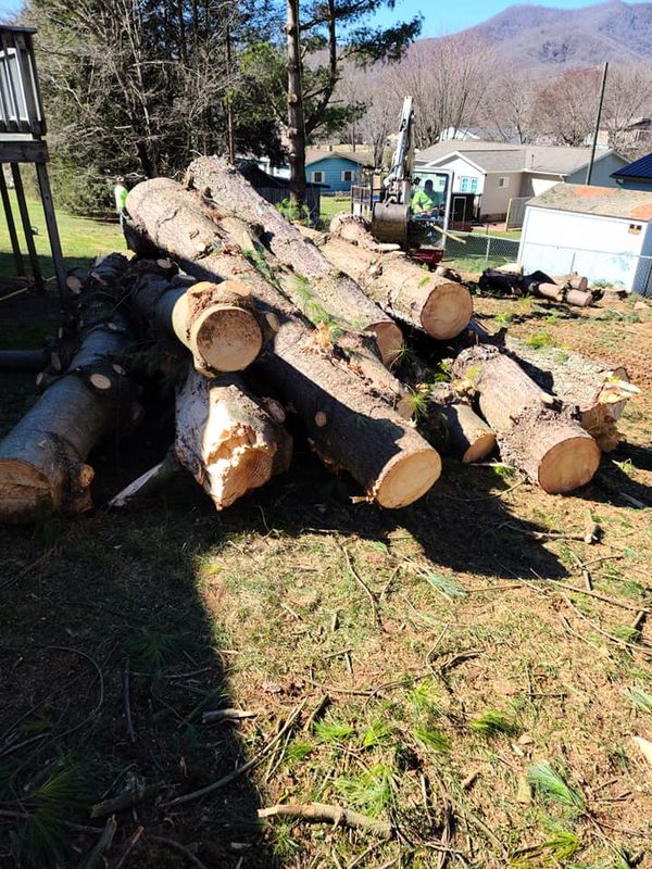 Tree Services