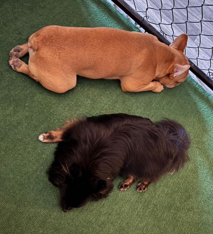 Open Play Daycare