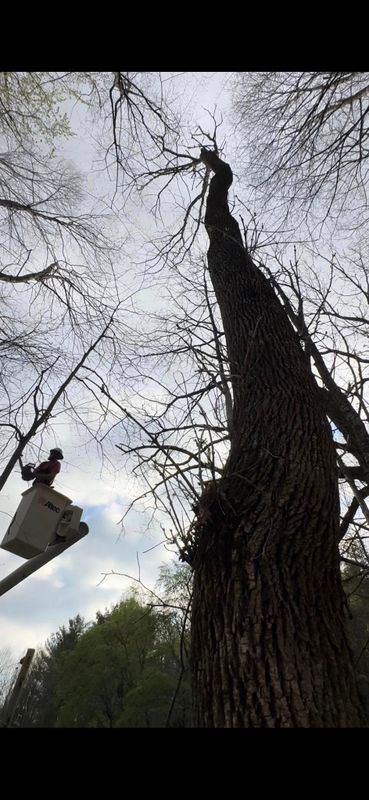 Tree Trimming