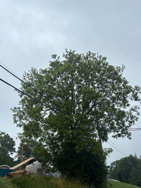 Tree Removal