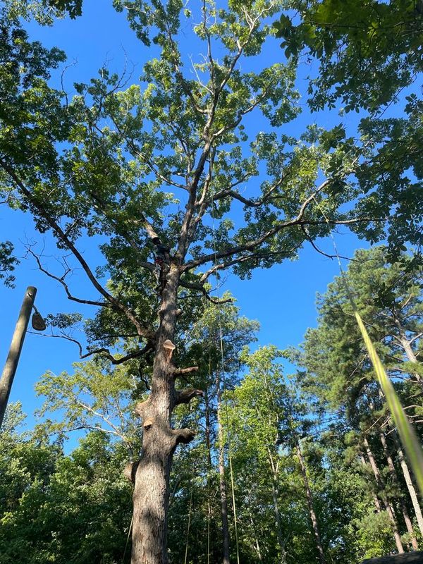 Tree Services