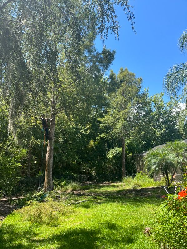 Tree Removal gallery