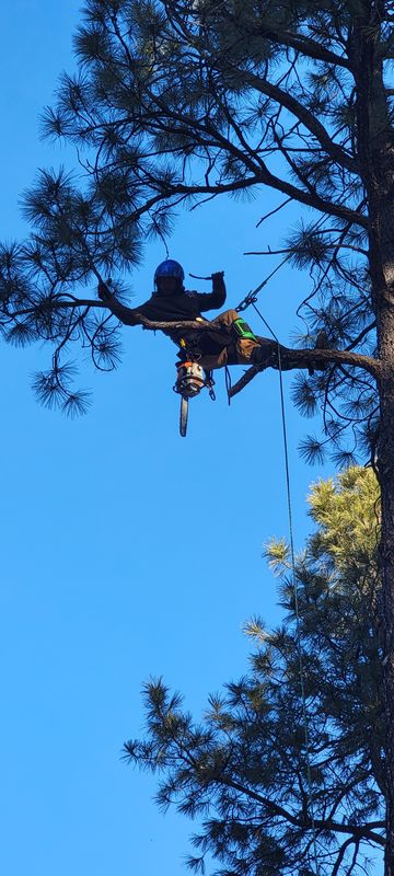 Tree Services