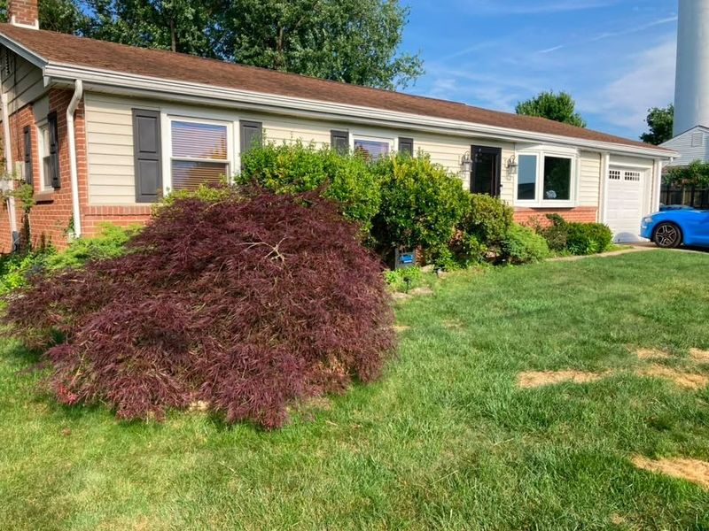 Tree & Shrub Care