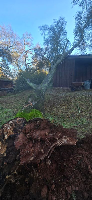 Hazardous Tree Services