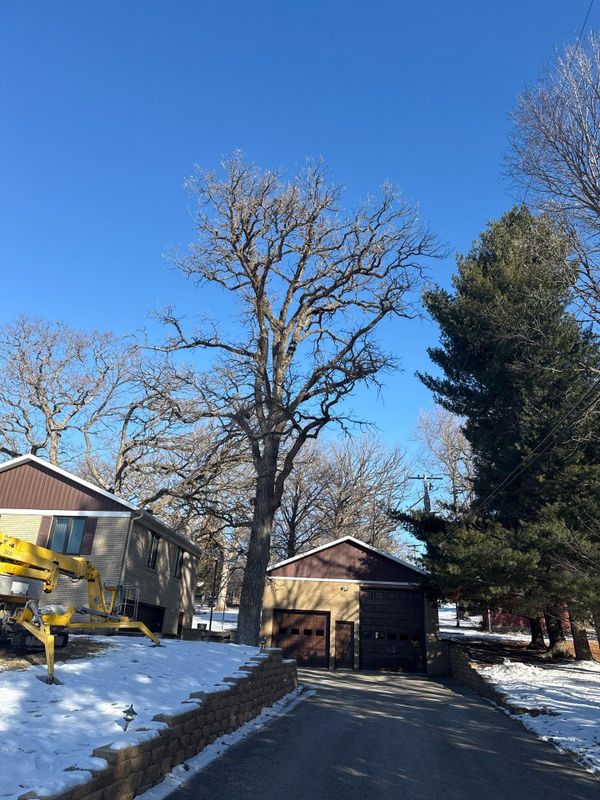 Tree Removal