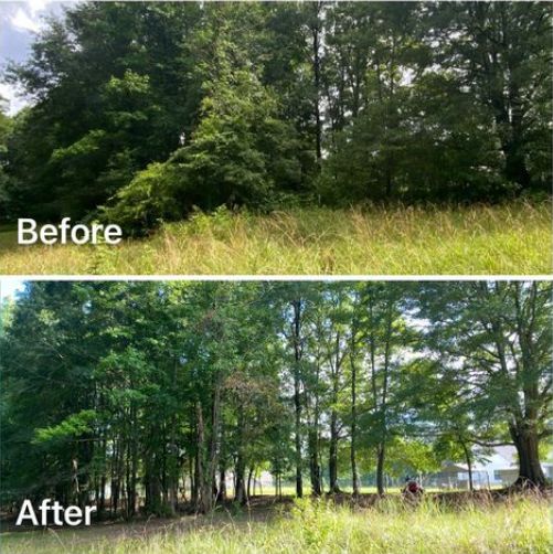 Brush Cutting and Removal