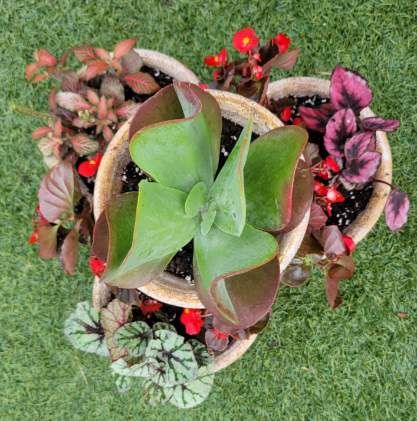 Custom Plant Bouquets