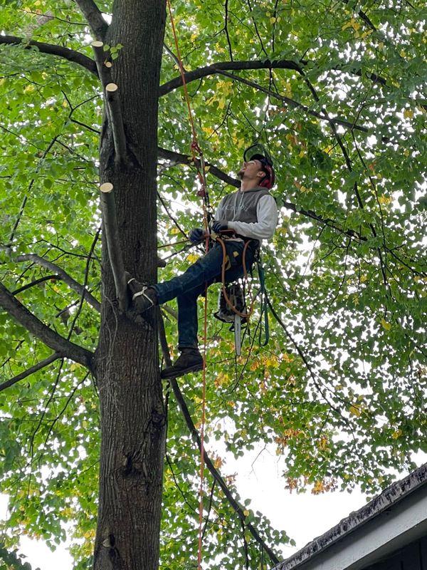 Tree Trimming