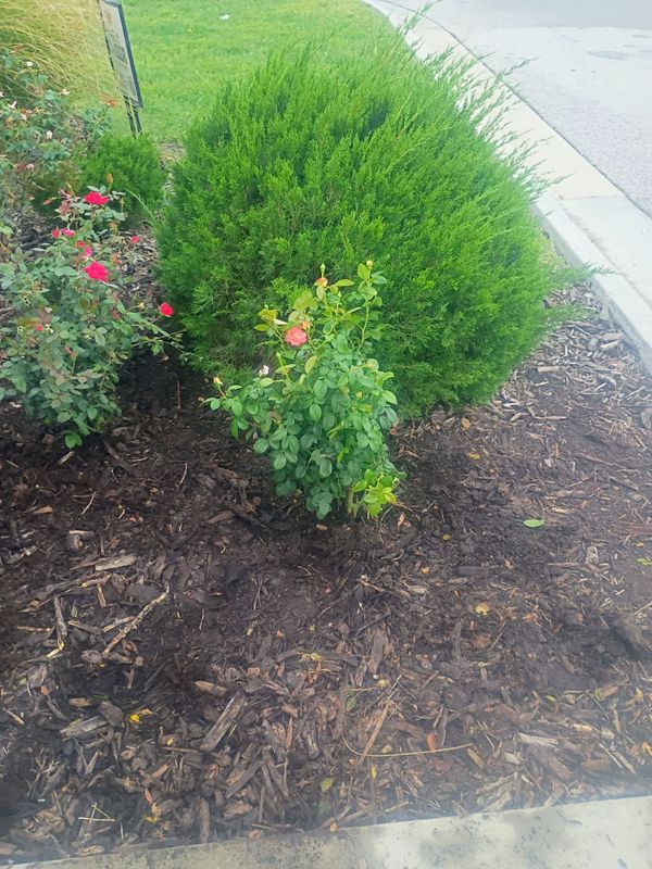 Commercial Landscaping & Lawncare