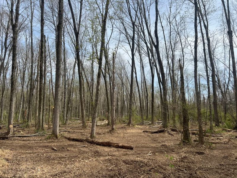 Forestry Mulching