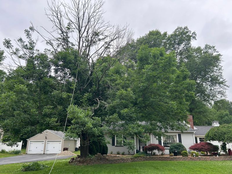 Tree Trimming