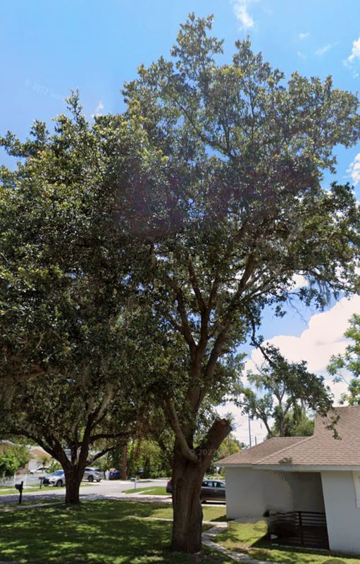 Tree Services