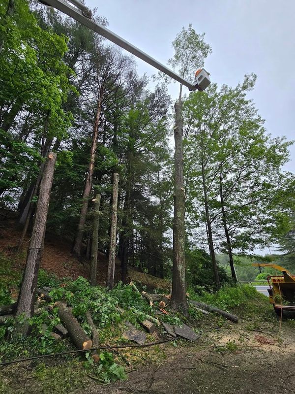 Tree Removal