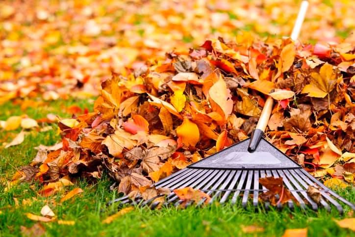 Fall Clean Up