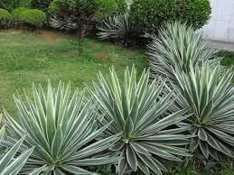 Plant and tree list