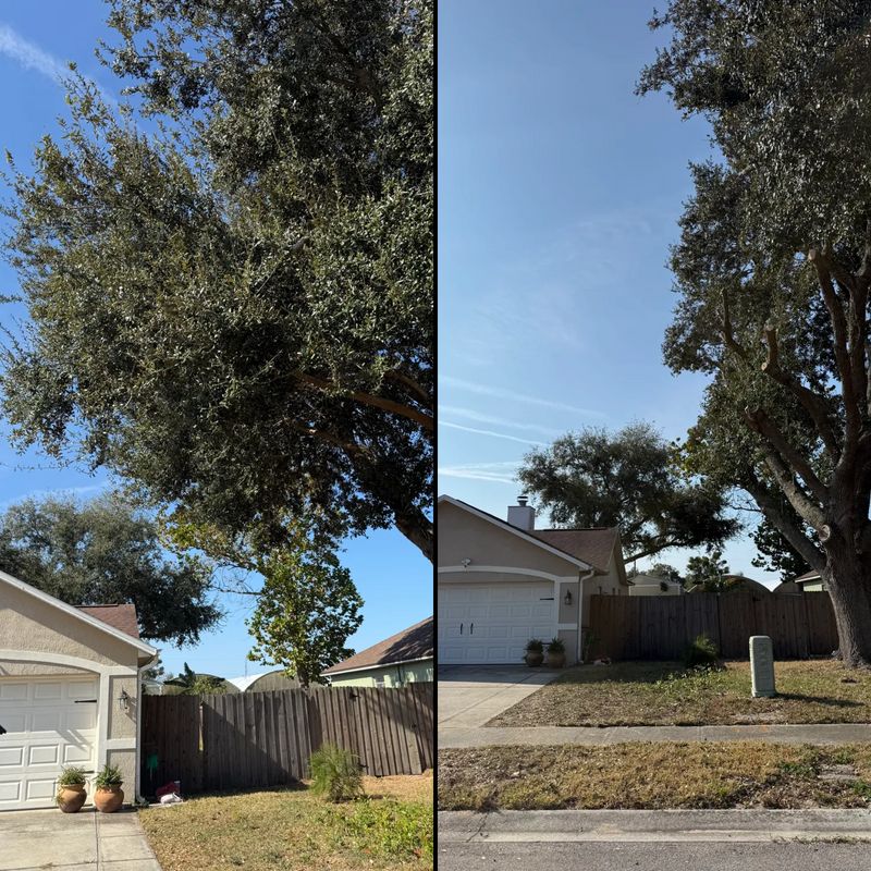 Tree Pruning