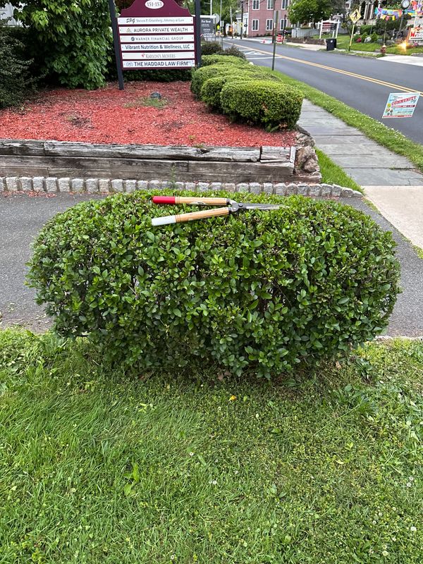 Hedge Trimming & Topiary