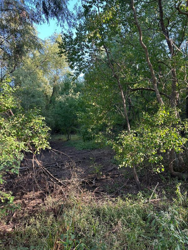 Brush cutting & Mulching