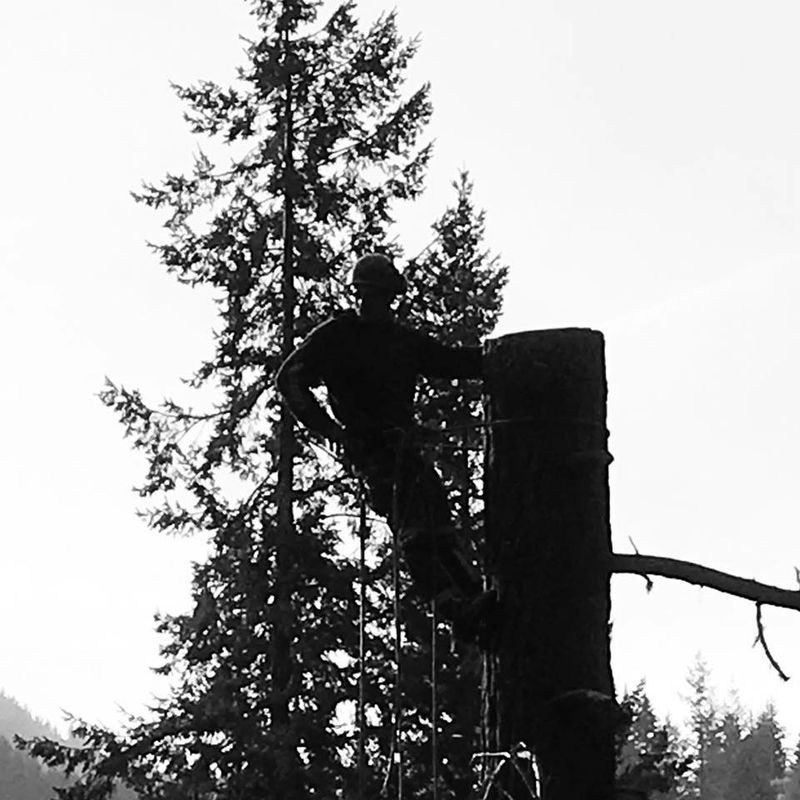 Tree Trimming and Removal