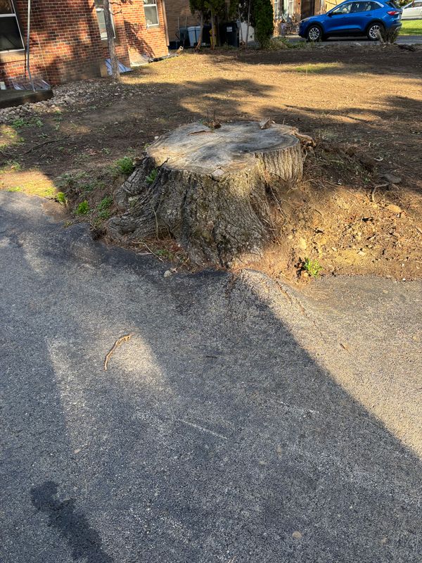 Stump Removal