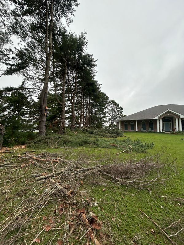 Tree Removal & Limbing 