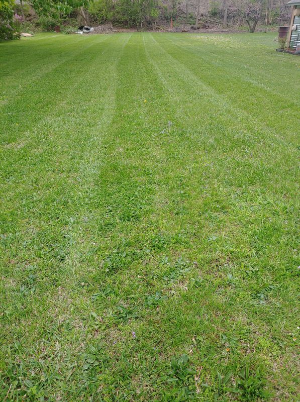 Lawn Care and Maintenance