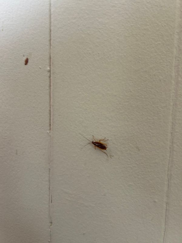 Cockroach Extermination