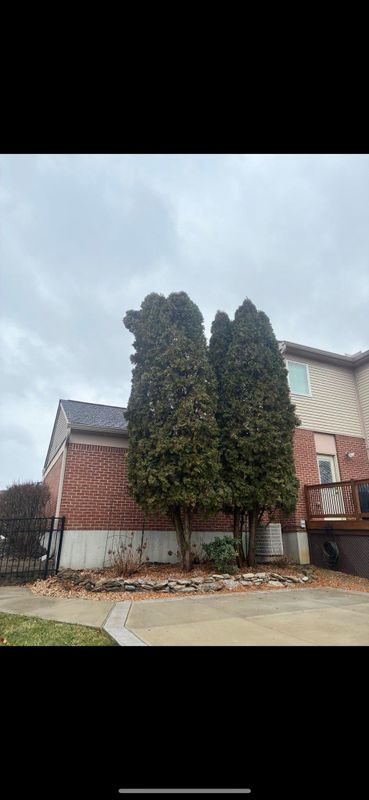 Shrub Trimming