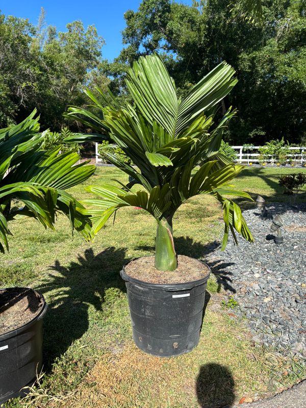 Plant Installation