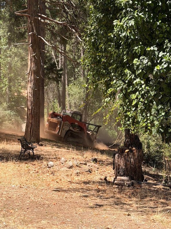 Tree and Vegetation Removal