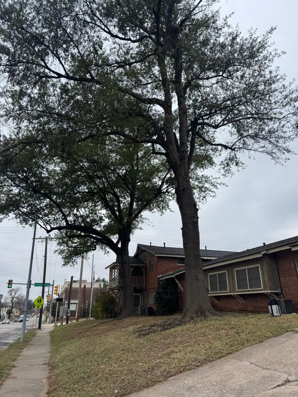 Tree Services