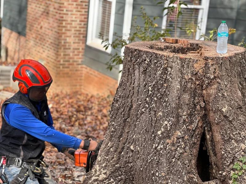 Stump Removal