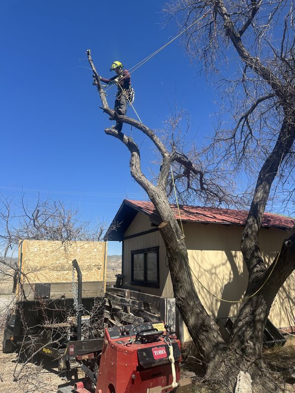 Tree Trimming